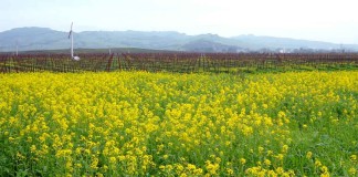 This farmer group wants PMO to protect GM Mustard