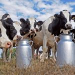 Cow farms_low res
