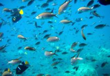 Govt takes significant step to strengthen small scale fisheries, cooperatives & FFPOs