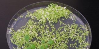 Linking light to life: new pathways that help plants adapt to changing environments