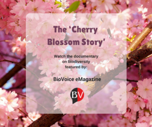 Social Media Post-Cherry Blossom