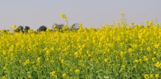 Environment ministry rules out final decision on GM Mustard