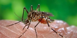New method developed to forecast dengue spread