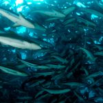 cobia-farming