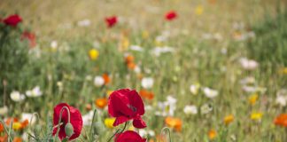 Rare plant species rediscovered in Western Ghats