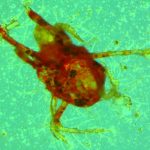 Nanotech can make biopesticides more effective