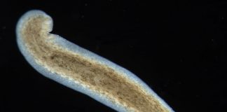 Scientists are learning lessons of regeneration from tiny organism