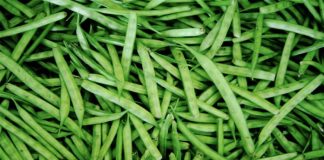 Govt launches first agri-commodity options contracts in guar seed