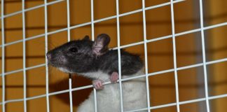 Experts discuss ethical use of animals in academics & regulatory testing
