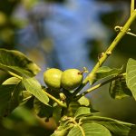 walnuts