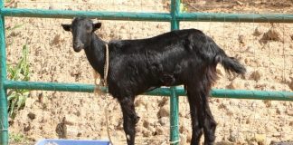 How resilient are indigenous goats to climate change