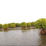 Mangrove forest located in coastal regions of Kerala
