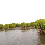 Mangrove forest located in the coastal regions of Kerala_