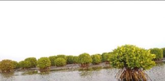 Antibiotic resistant genes found in Kerala mangrove ecosystem