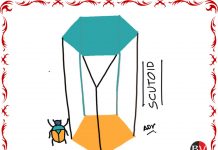 When math meets biology, a new shape is born! (By Dr Anju Dave Vaish)