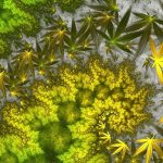Cannabis R&D