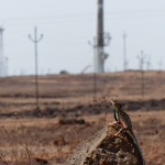 Sarada superba lizard on site. (credit-Abi Vanak)