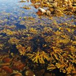 seaweed