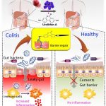 Illustration showing tightening of gut barrier cells