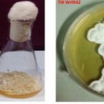 Mycelial  growth of fungus