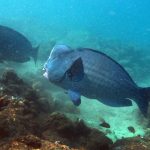 Bumphead parrotfish