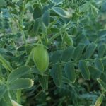 chickpeas