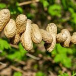 peanuts