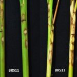 Rice blight