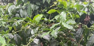 Growpital expands operations in Bengaluru with coffee plantation